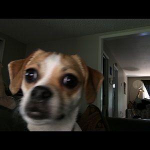 Meet your Posher, Susan